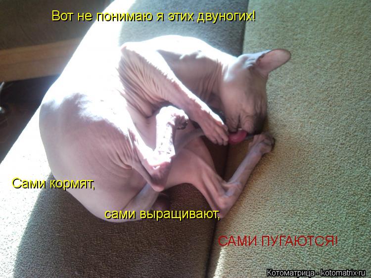 Вот не понимаю я этих двуногих! Сами кормят, сами выращивают, САМИ ПУГАЮТСЯ!... Котоматрица: Вот не понимаю я этих двуногих! Сами кормят, сами выращивают, САМИ ПУГАЮТСЯ!