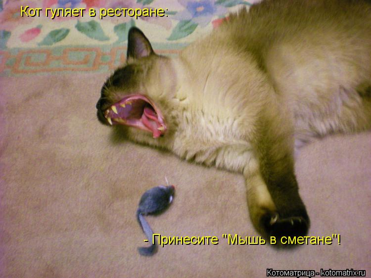 Кот гуляет в ресторане: - Принесите "Мышь в сметане"!... Котоматрица: Кот гуляет в ресторане: - Принесите "Мышь в сметане"!