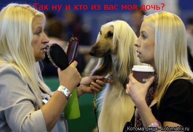 Котоматрица: - Так ну и кто из вас моя дочь?