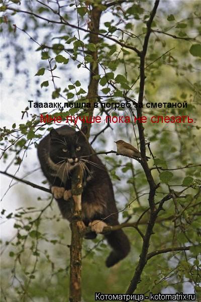 Котоматрица: Таааакк,пошла в погреб за сметаной  Мне лучше пока не слезать.