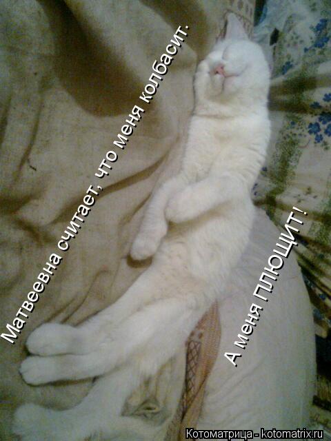 Котоматрица: Матвеевна считает, что меня колбасит. А меня ПЛЮЩИТ!