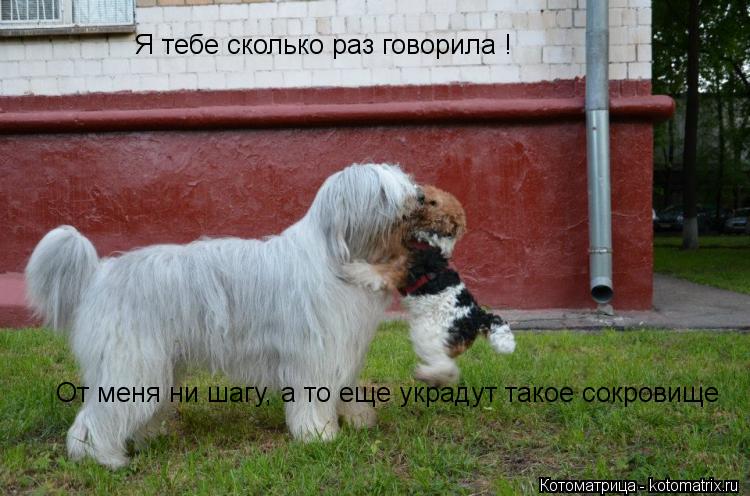 Котоматрица: Я тебе сколько раз говорила ! От меня ни шагу, а то еще украдут такое сокровище