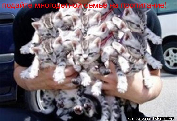 Котоматрица: подайте многодетной семье на пропитание!
