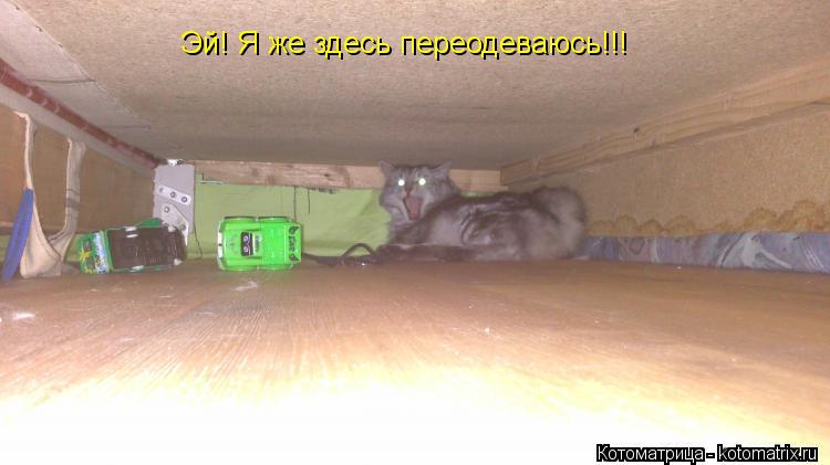 Эй! Я же здесь переодеваюсь!!!... Котоматрица: Эй! Я же здесь переодеваюсь!!!