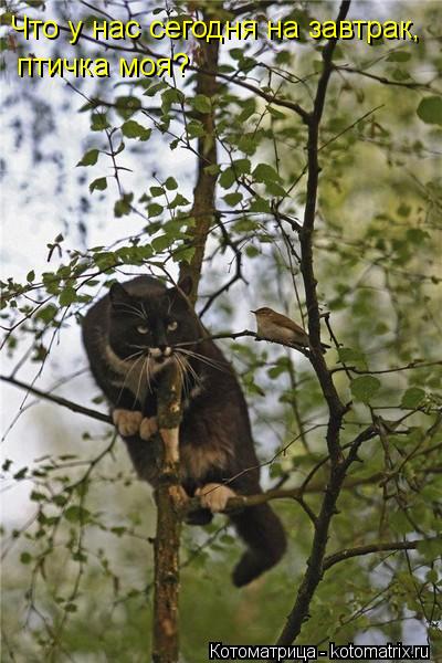 Котоматрица: Что у нас сегодня на завтрак, птичка моя?