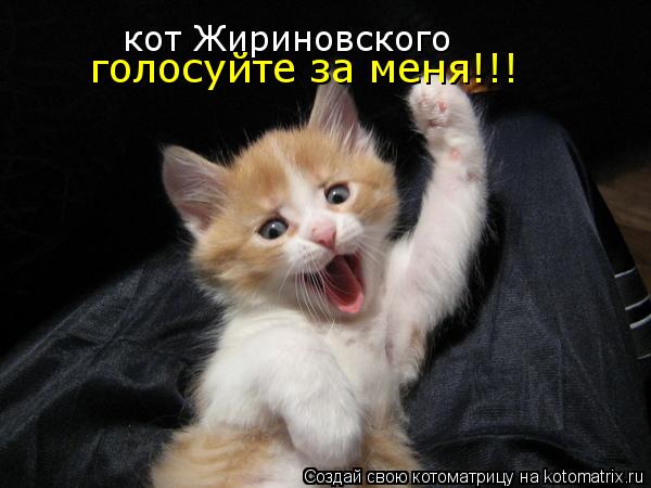 Котоматрица: кот Жириновского голосуйте за меня!!!