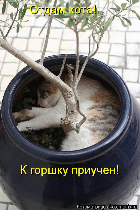Котоматрица: Отдам кота! К горшку приучен!