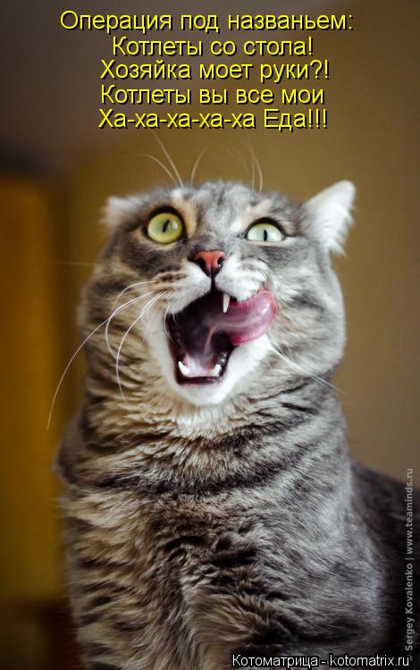 Котоматрица: Операция под названьем: Котлеты со стола! Хозяйка моет руки?! Котлеты вы все мои Ха-ха-ха-ха-ха Еда!!!