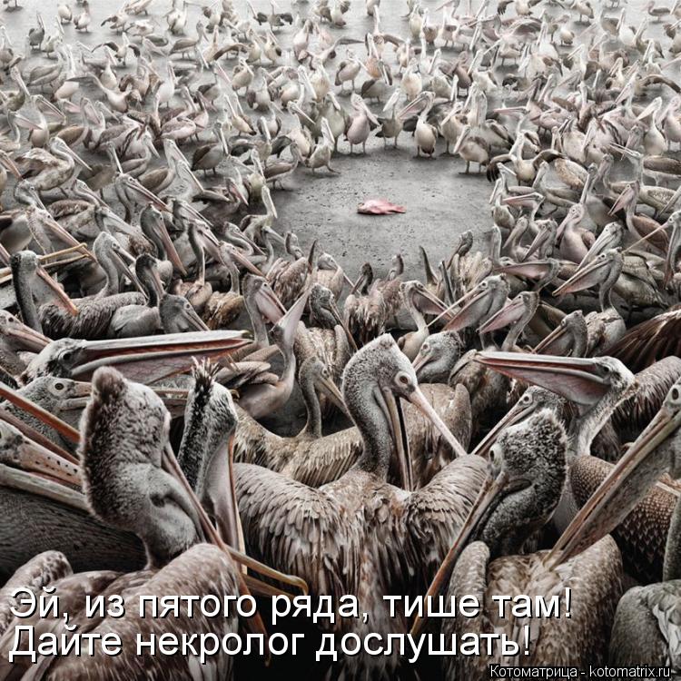 Котоматрица: Эй, из пятого ряда, тише там! Дайте некролог дослушать!