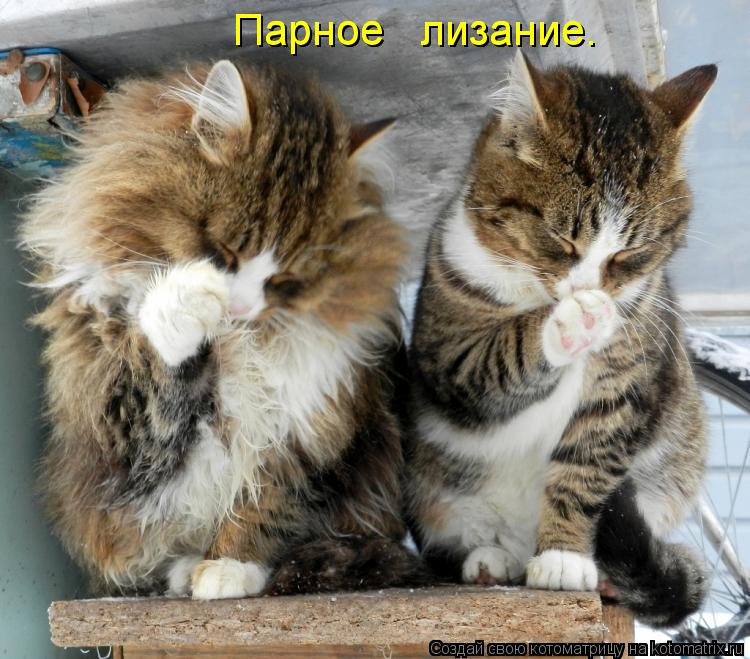 Парное лизание. Парное лизание.... Котоматрица: Парное лизание. Парное лизание.
