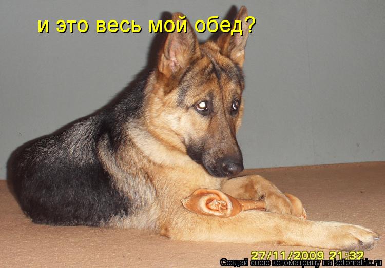 Котоматрица: и это весь мой обед?