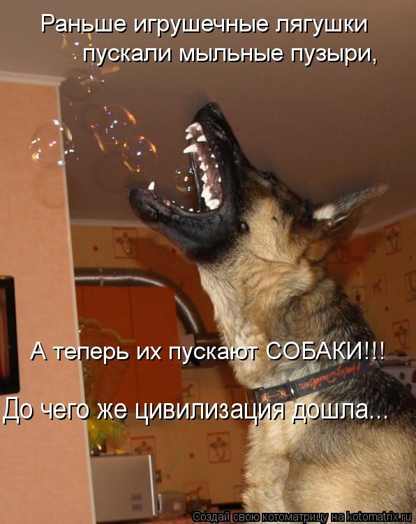 Раньше игрушечные лягушки пускали мыльные пузыри, А теперь их пускают СОБАКИ!!! До чего же цивилизаци... Котоматрица: Раньше игрушечные лягушки пускали мыльные пузыри, А теперь их пускают СОБАКИ!!! До чего же цивилизация дошла...