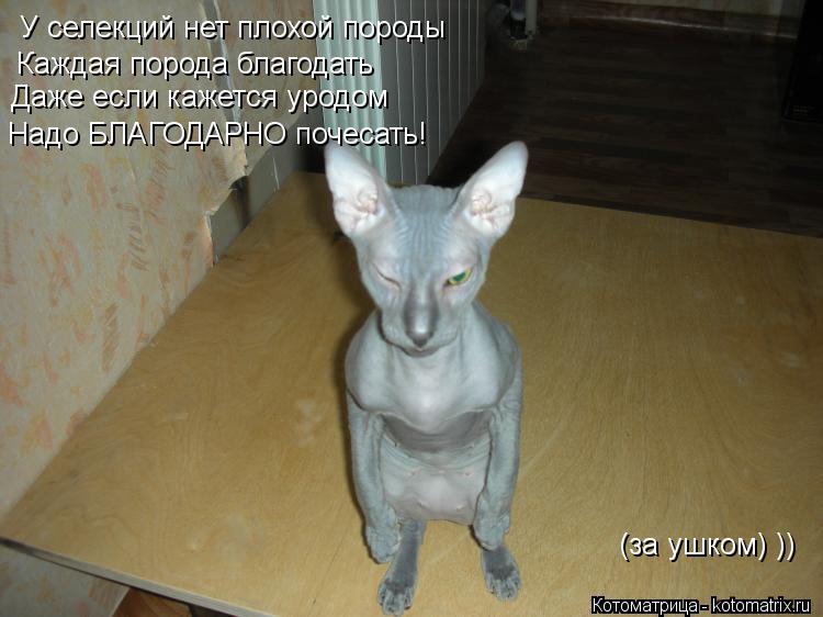 Котоматрица: У селекций нет плохой породы Каждая порода благодать Даже если кажется уродом Надо БЛАГОДАРНО почесать! (за ушком) ))