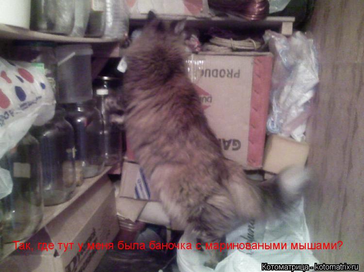 Котоматрица: Так, где тут у меня была баночка с мариноваными мышами?