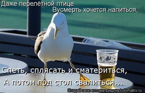 Котоматрица: Даже перелётной птице Вусмерть хочется напиться, Спеть, сплясать и сматериться, А потом под стол свалиться...