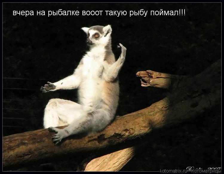 Котоматрица: вчера на рыбалке вооот такую рыбу поймал!!!