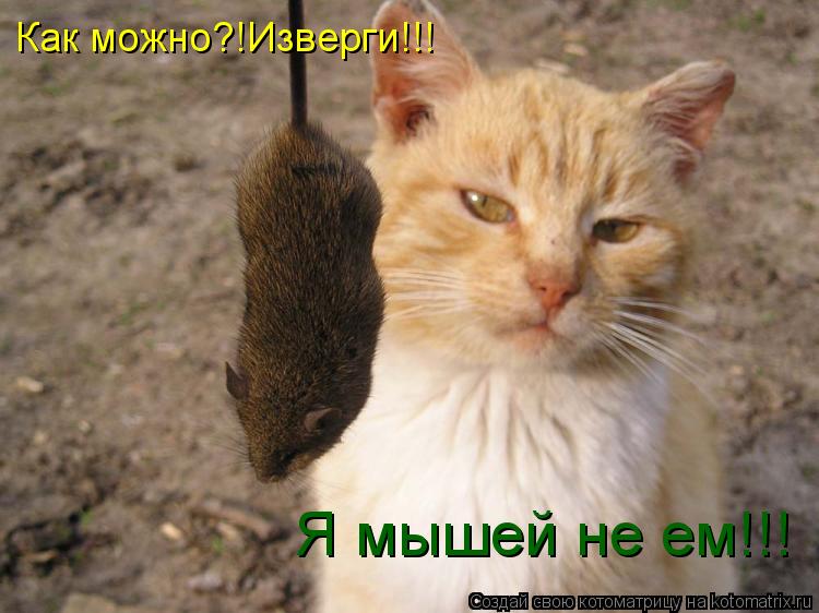 Котоматрица: Как можно?!Изверги!!! Я мышей не ем!!!