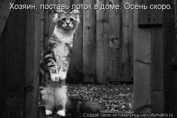 Котоматрица: Хозяин, поставь лоток в доме. Осень скоро.