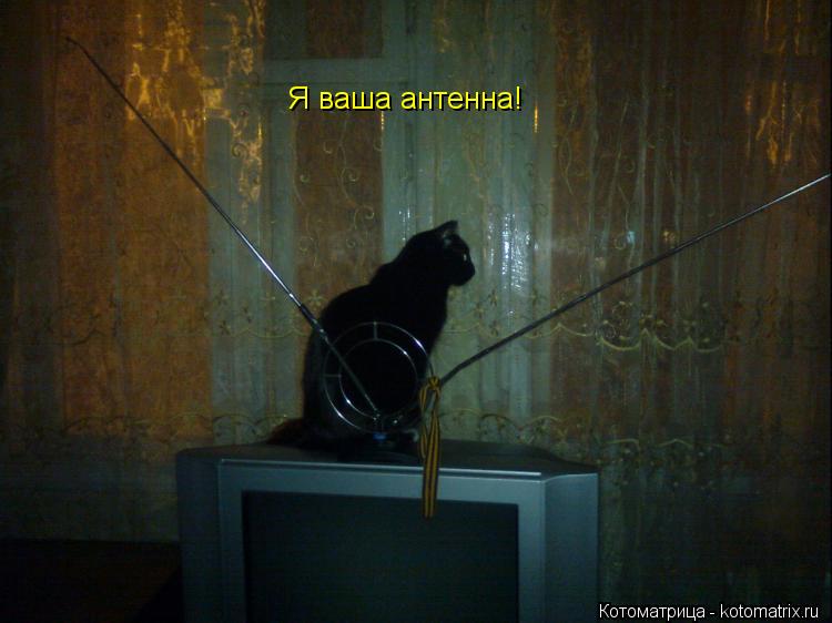Котоматрица: Я ваша антенна!
