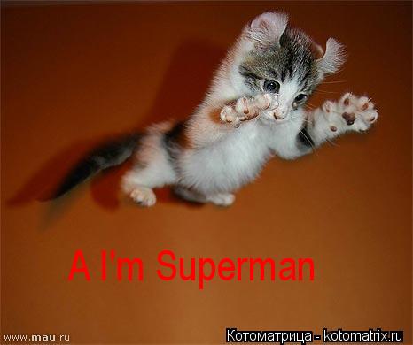 Котоматрица: A I'm Superman