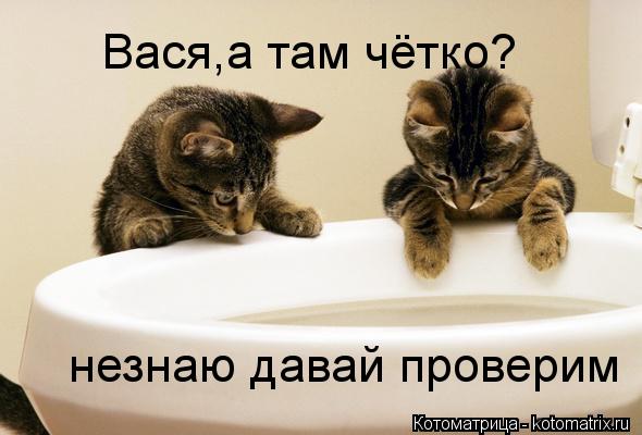 Котоматрица: Вася,а там чётко? незнаю давай проверим