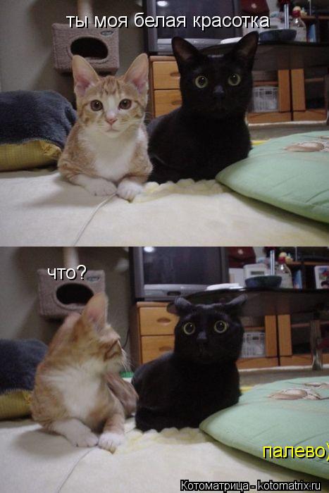 Котоматрица: ты моя белая красотка что? палево)
