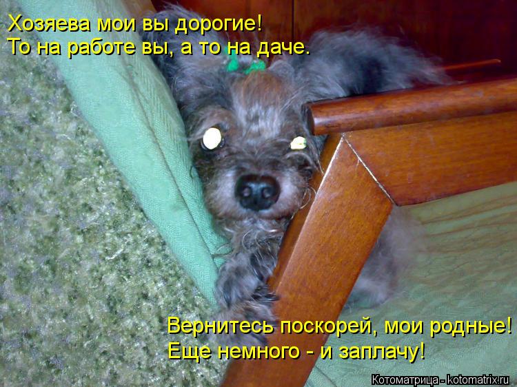 Котоматрица: Хозяева мои вы дорогие! То на работе вы, а то на даче. Вернитесь поскорей, мои родные! Еще немного - и заплачу!