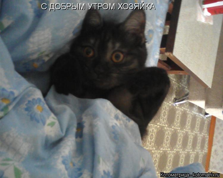 С ДОБРЫМ УТРОМ ХОЗЯЙКА... Котоматрица: С ДОБРЫМ УТРОМ ХОЗЯЙКА