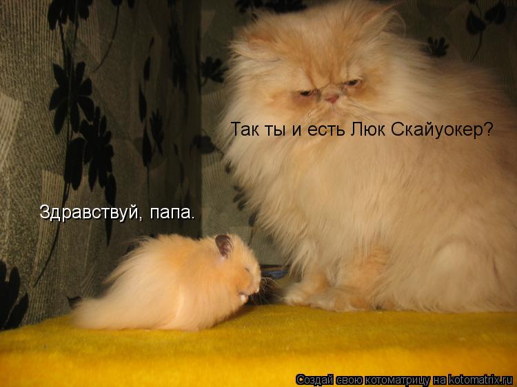 Котоматрица: Так ты и есть Люк Скайуокер? Здравствуй, папа.