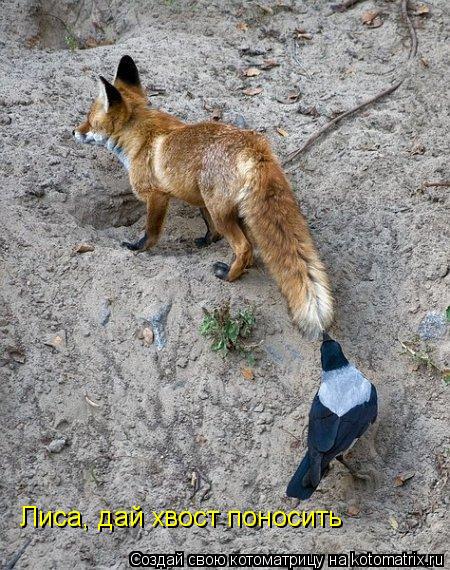 Котоматрица: Лиса, дай хвост поносить
