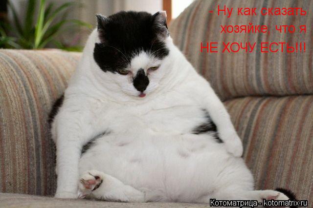 Котоматрица: - Ну как сказать хозяйке, что я НЕ ХОЧУ ЕСТЬ!!!