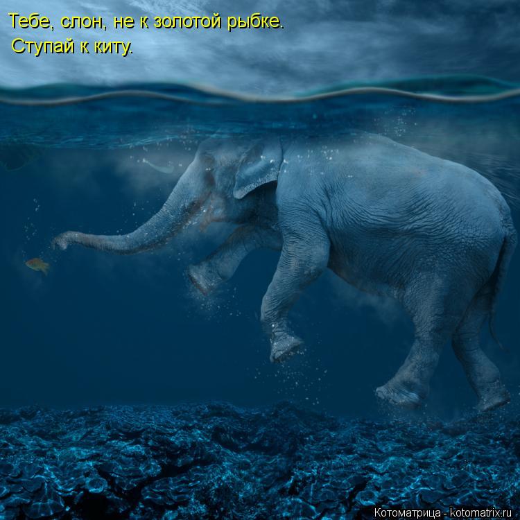 Котоматрица: Тебе, слон, не к золотой рыбке. Ступай к киту.