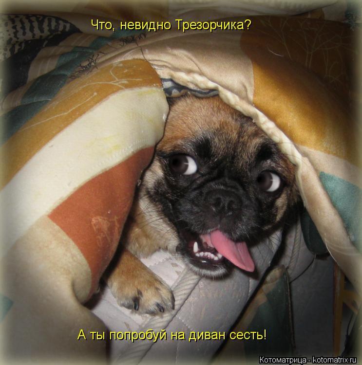 Котоматрица: Что, невидно Трезорчика? А ты попробуй на диван сесть!