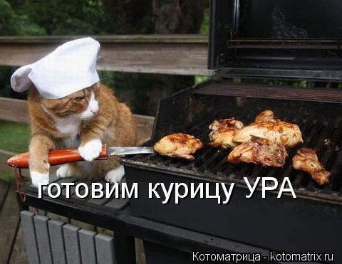 Котоматрица: готовим курицу УРА