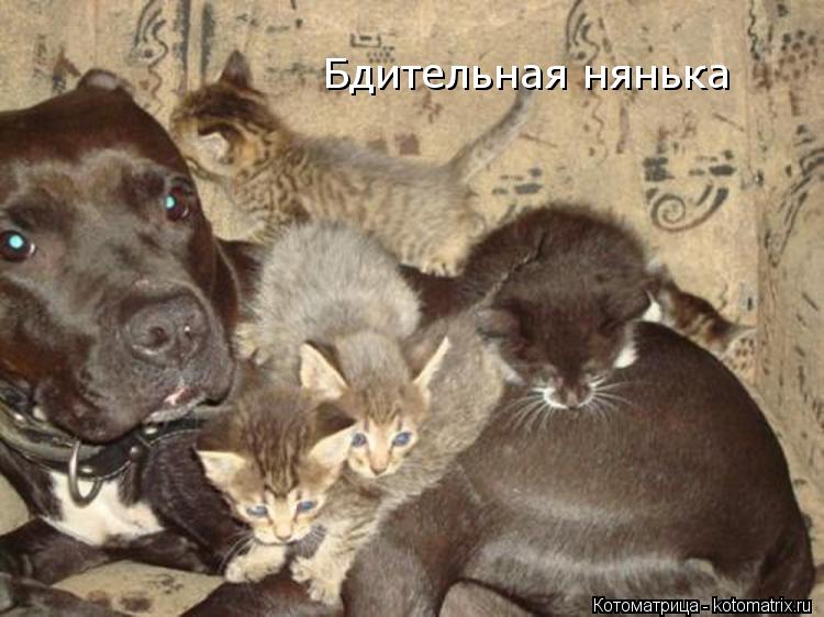 Котоматрица: Бдительная нянька