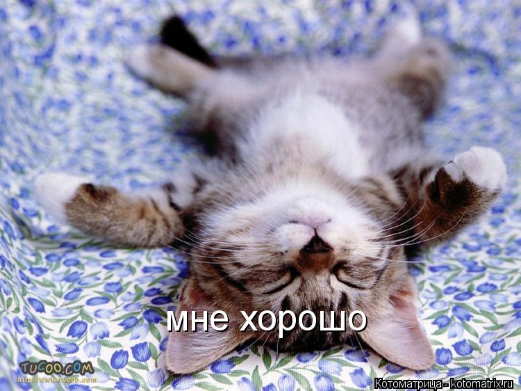 Котоматрица: мне хорошо