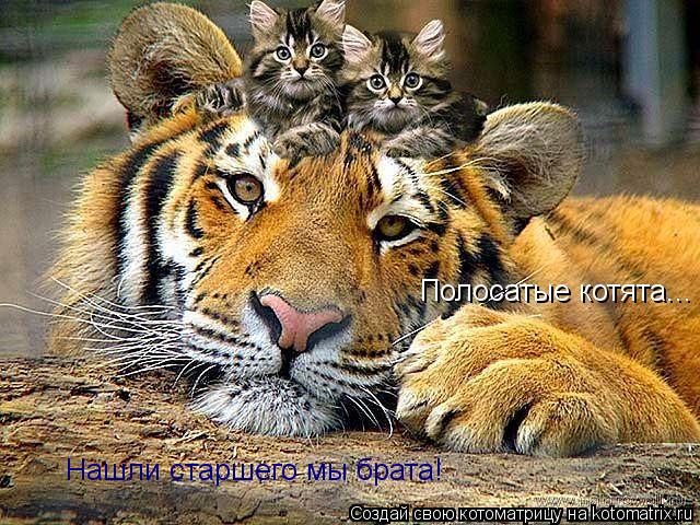 Котоматрица: Полосатые котята... Нашли старшего мы брата!