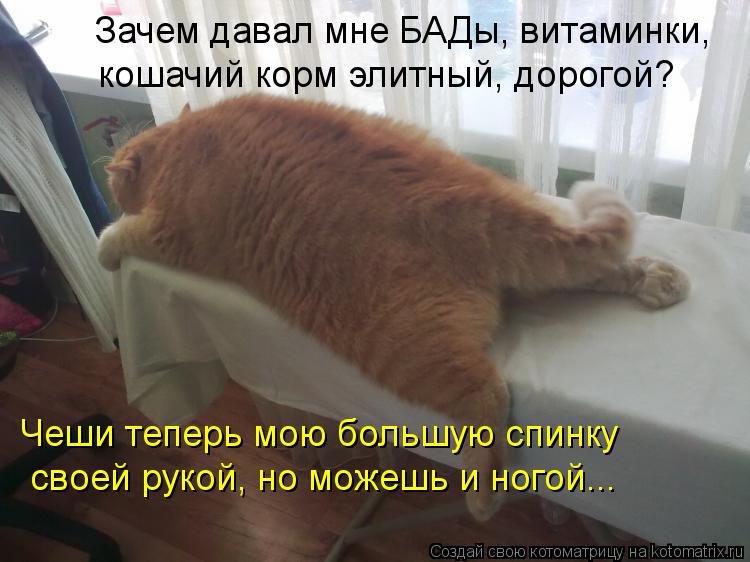 Котоматрица: Зачем давал мне БАДы, витаминки, кошачий корм элитный, дорогой?  Чеши теперь мою большую спинку своей рукой, но можешь и ногой...