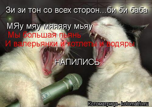 Котоматрица: Зи зи тон со всех сторон...би би баба  МЯу мяу мяяяяу мьяу Мы большая пьянь И валерьянки и котлеты и водяры  НАПИЛИСЬ