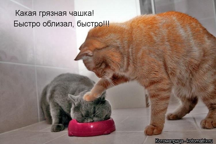 Котоматрица: Какая грязная чашка! Быстро облизал, быстро!!!