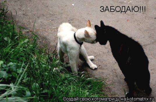 Котоматрица: ЗАБОДАЮ!!!