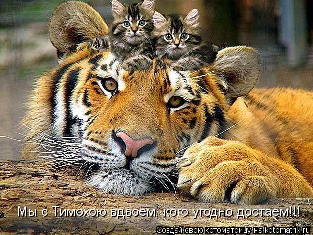 Котоматрица: Мы с Тимохою вдвоем, кого угодно достаем!!!
