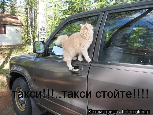 Котоматрица: такси!!!..такси стойте!!!!