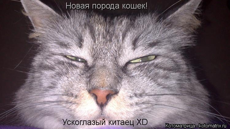 Котоматрица: Новая порода кошек! Ускоглазый китаец XD
