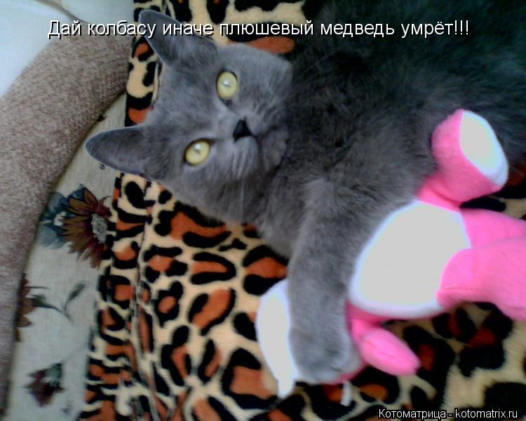 Котоматрица: Дай колбасу иначе плюшевый медведь умрёт!!!