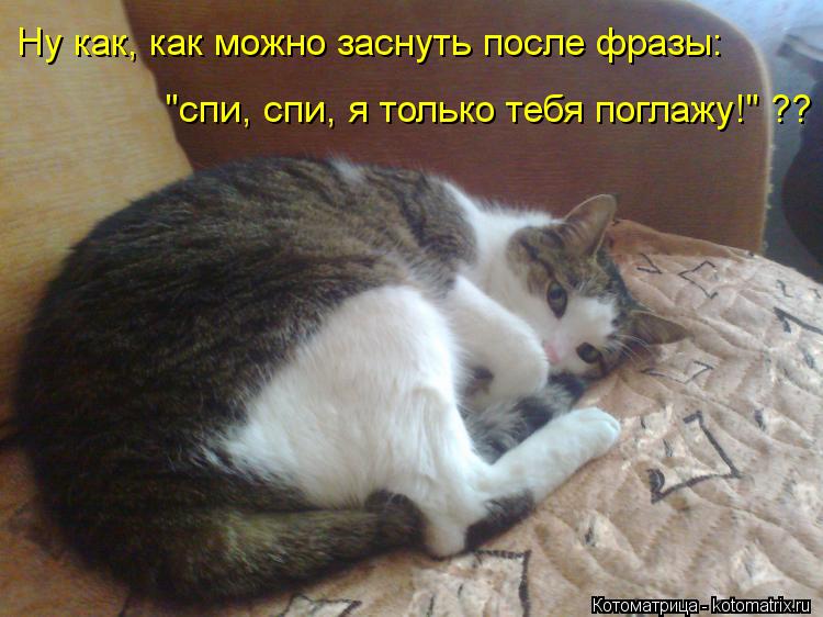 Котоматрица: Ну как, как можно заснуть после фразы: "спи, спи, я только тебя поглажу!" ??