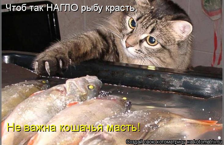 Котоматрица: Не важна кошачья масть! Чтоб так НАГЛО рыбу красть,
