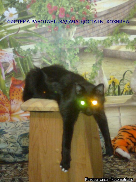 Котоматрица: СИСТЕМА РАБОТАЕТ..ЗАДАЧА:ДОСТАТЬ  ХОЗЯИНА