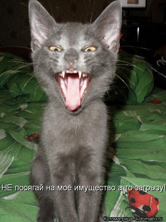 Котоматрица: НЕ посягай на моё имущество а то загрызу!!!