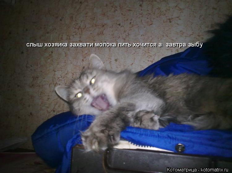 Котоматрица: слыш хозяика захвати молока пить хочится а  завтра зыбу